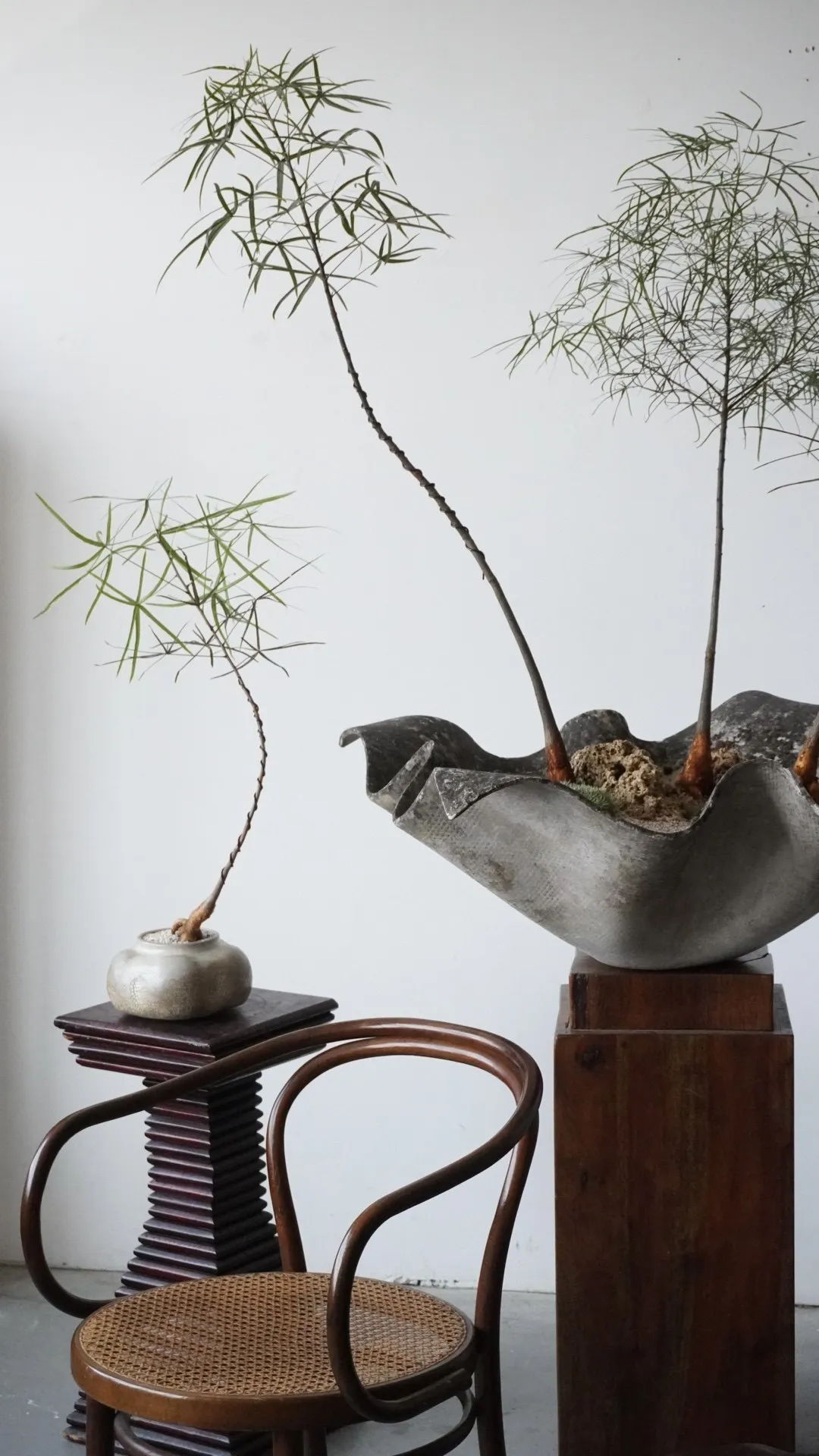 Two brachychiton specimens with fine, calligraphic branches—one in a small pale crackle-glaze pot on a ribbed wood pedestal, the other in a large sculptural fibre-cement bowl on a walnut plinth—against a bare white studio wall.