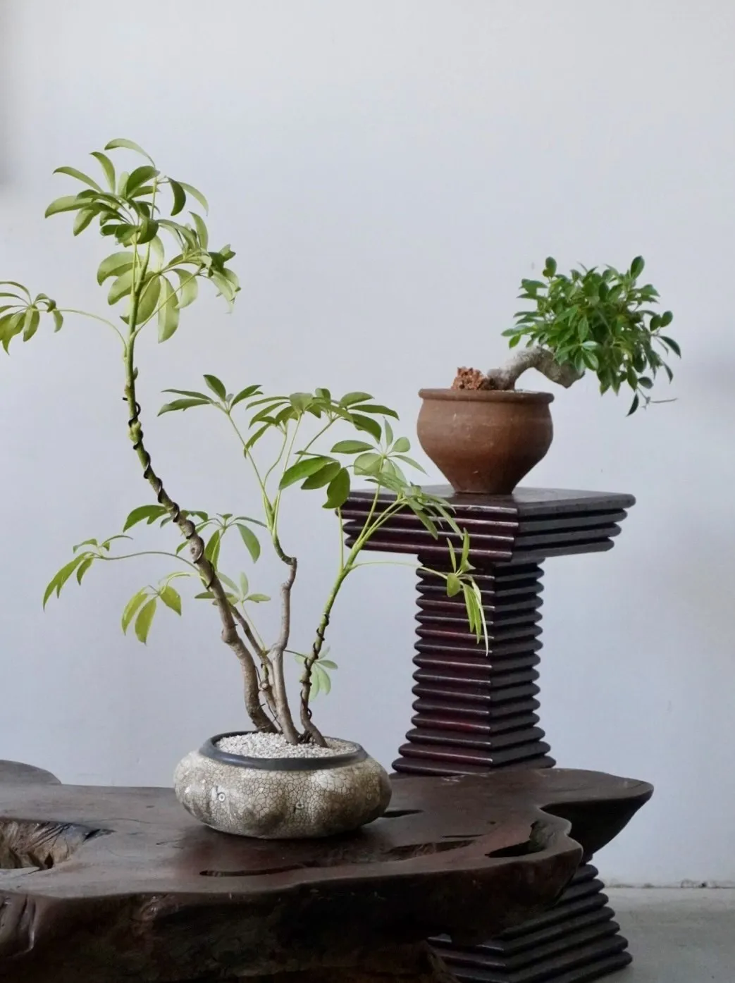 A variegated schefflera in a low crackle-glaze bowl on a burl wood table, beside a ficus bonsai in a raw terracotta pot set on a ribbed wood pedestal.