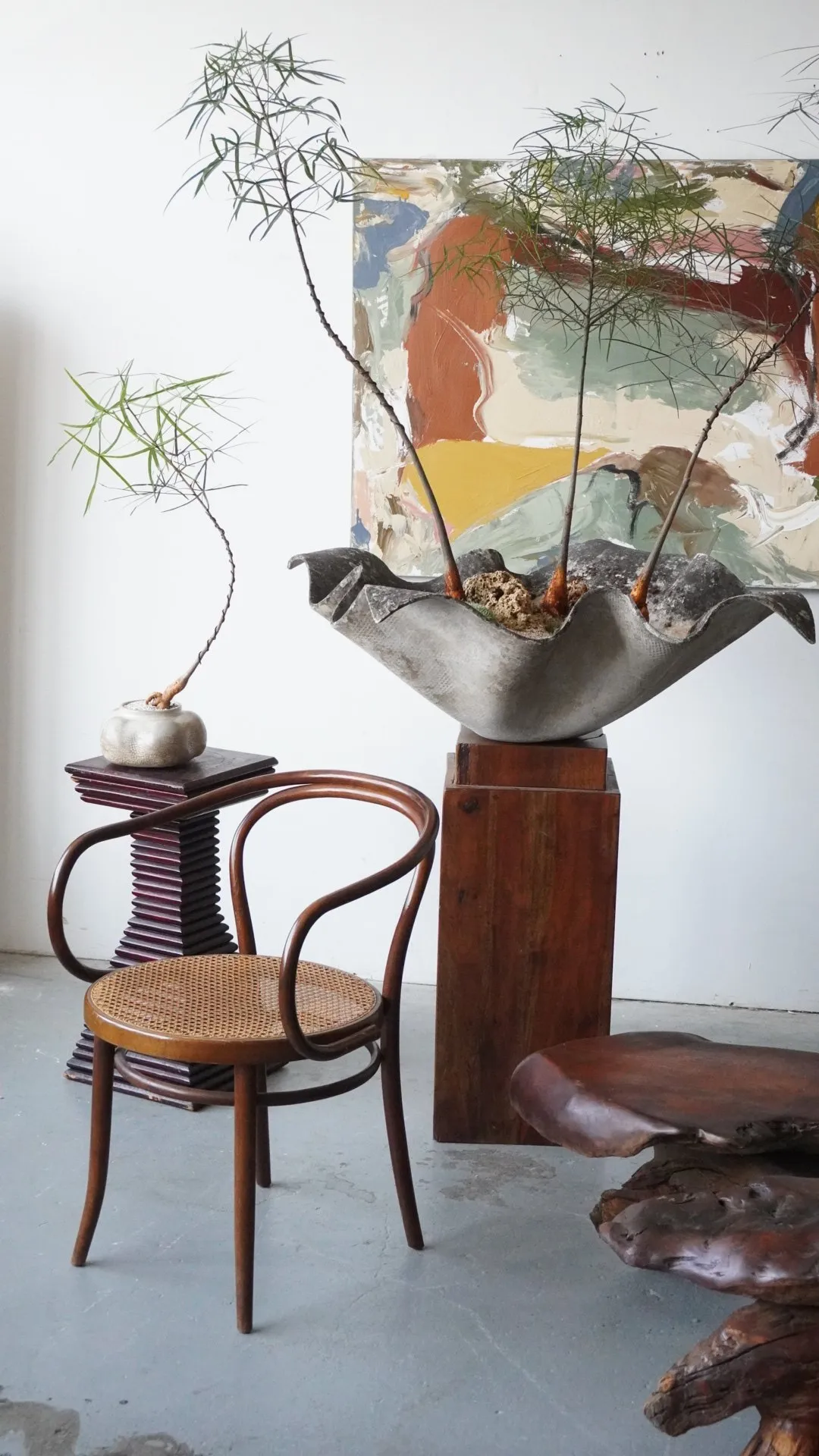 A brachychiton in a large sculptural fibre-cement bowl on a walnut plinth, beside a bentwood chair and a small specimen on a ribbed pedestal, in front of an abstract painting.