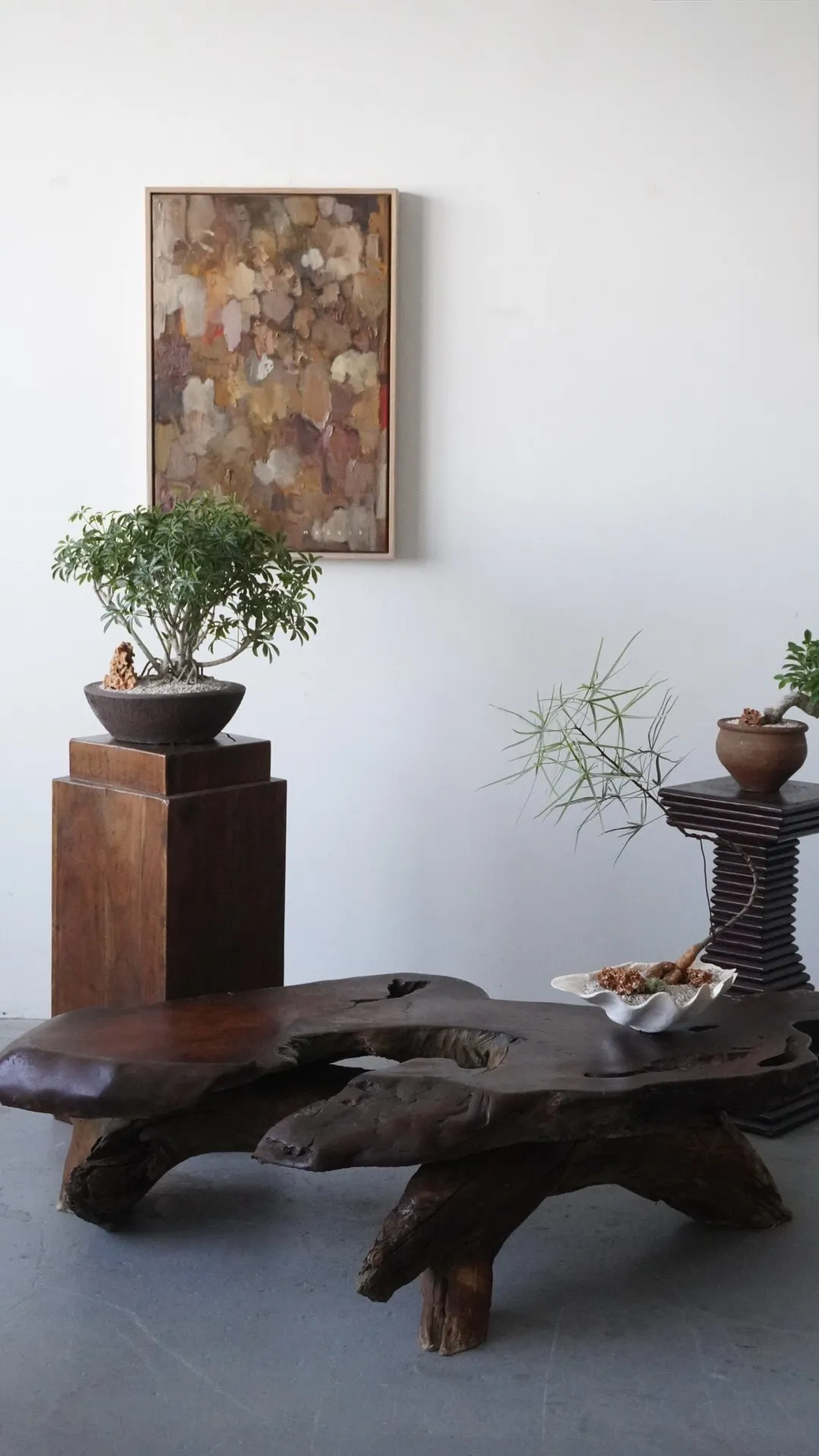 A studio room with an abstract painting, a schefflera bonsai on a tall wood plinth, a burl root table, and a brachychiton on a ribbed pedestal.